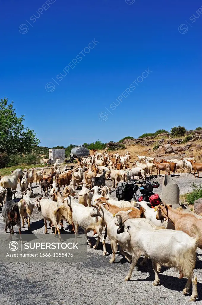 Goats on road, Gulpinar - Babakale Road, Biga Peninsula, Turkey.