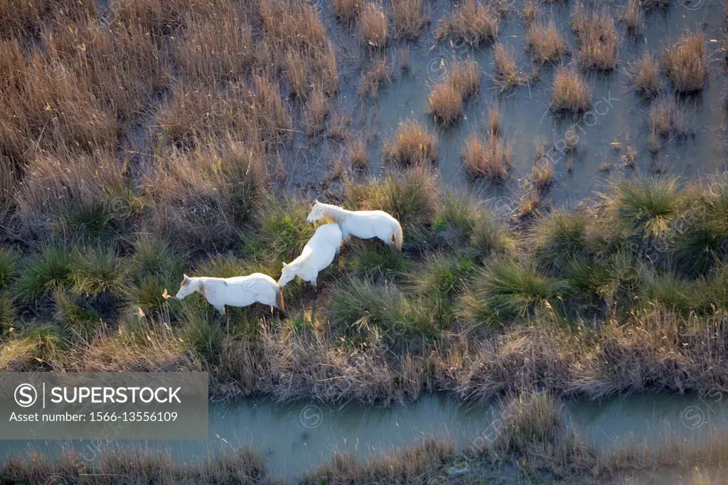 Aerial view picture. Horses in the Albufera Natural Park, Alcudia, Mallorca, Balearic Island, Spain.
