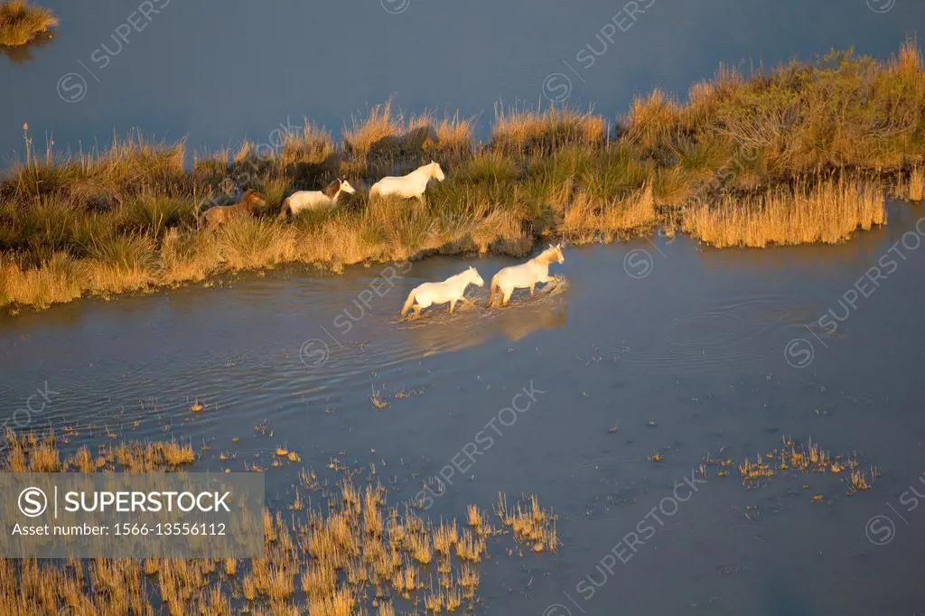 Aerial view picture. Horses in the Albufera Natural Park, Alcudia, Mallorca, Balearic Island, Spain.