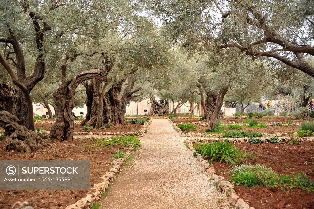 Israel Jerusalem Mount of Olives Garden of Gethsemane.