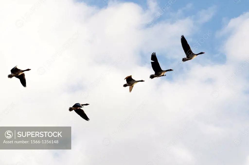 Geese flying in formation over a lagoon of Villafáfila