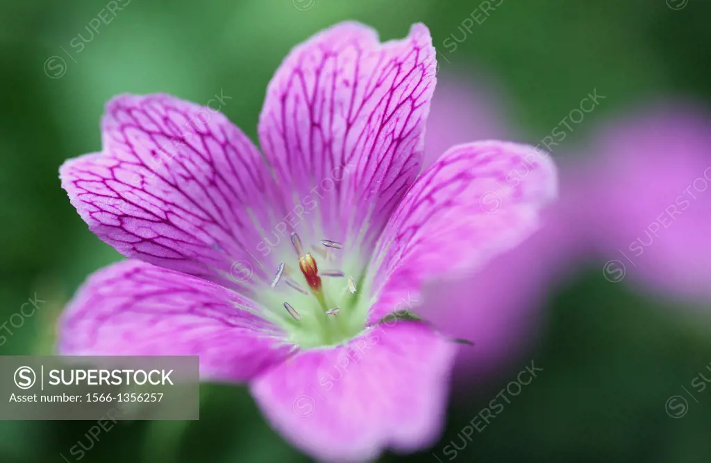 Close up of a pink/purple Wild Geranium flower (Geranium maculatum).