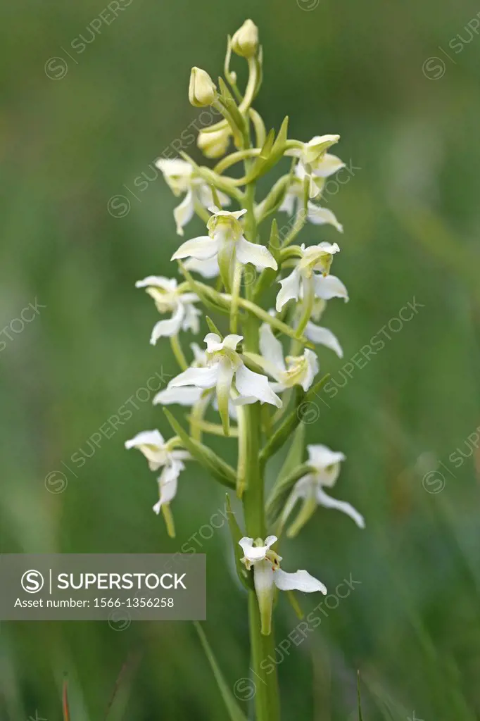 Greater Butterfly Orchid (Platanthera chlorantha), Coombe Vally Nature Reserve Staffordshire, England.