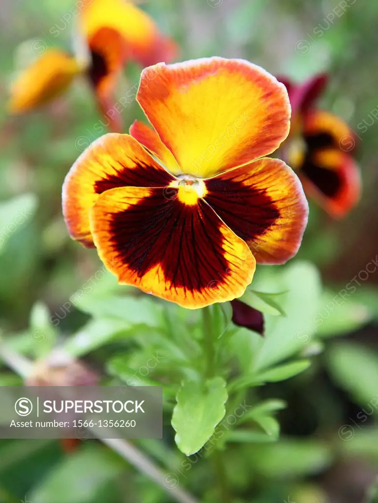 A close up of a brown, orange, and yellow pansy or pansy violet.