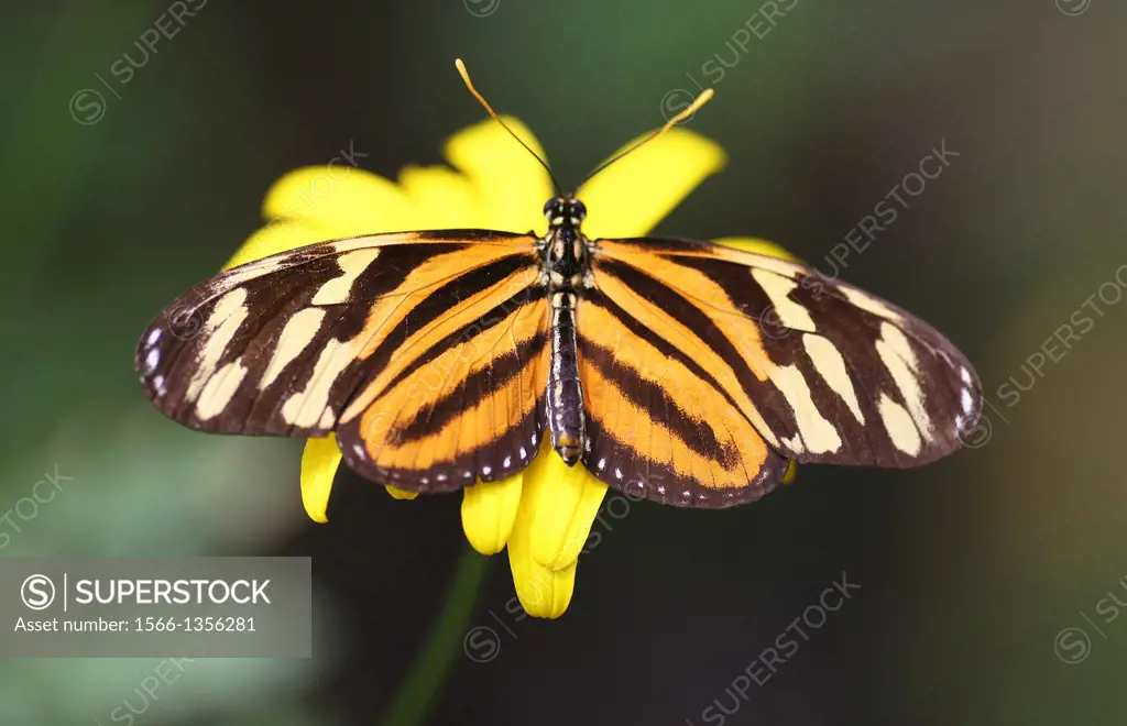 Tiger Longwing butterfly (Heliconius ismenius) also called the Ismenius Tiger or Tiger Heliconian or Tiger Striped Longwing butterflies.
