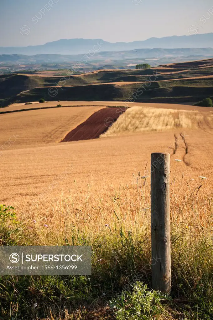 Grain fields. La Rioja. Spain.