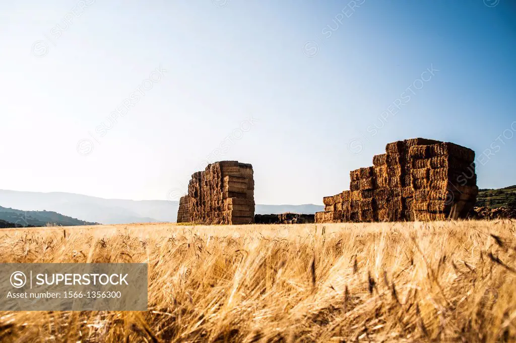 Grain fields. Cereals once harvested and packaged. La Rioja. Spain.