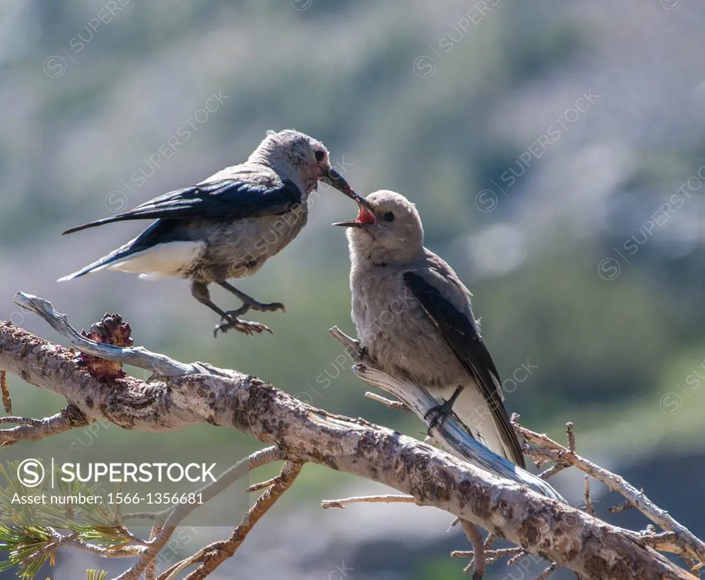 A Clark´s Nutcracker hovers in the air as she feeds her adolescent chick.
