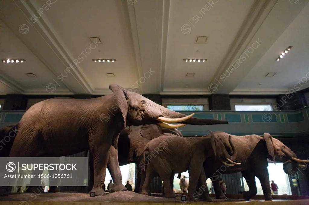 Elephant diorama at The American Museum of Natural History in New York.