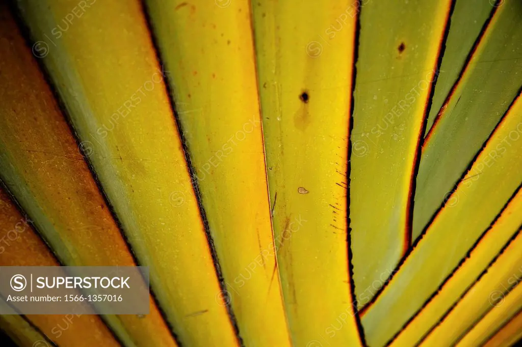 Big palm folding branches abstract closeup.