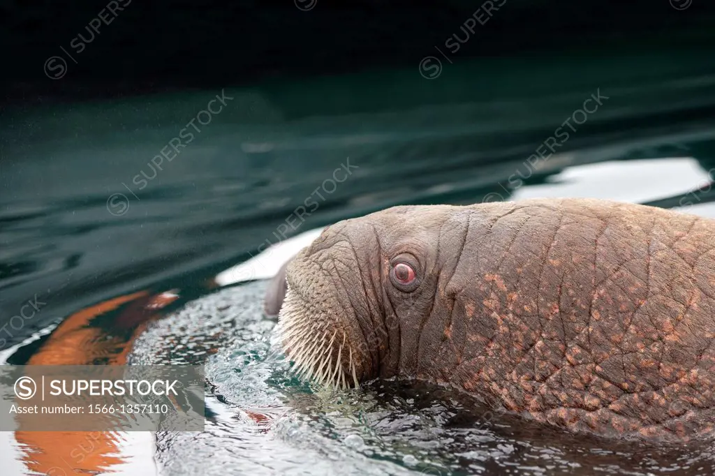 Russia, Chukotka autonomous district, Wrangel island, Pacific walrus Odobenus rosmarus divergens