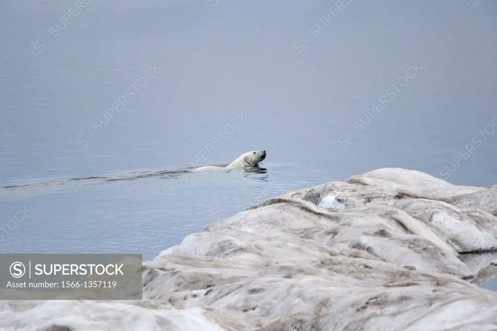 Russia , Chukotka autonomous district , Wrangel island , Polar bear ( Ursus maritimus ) , Adult , escaping.