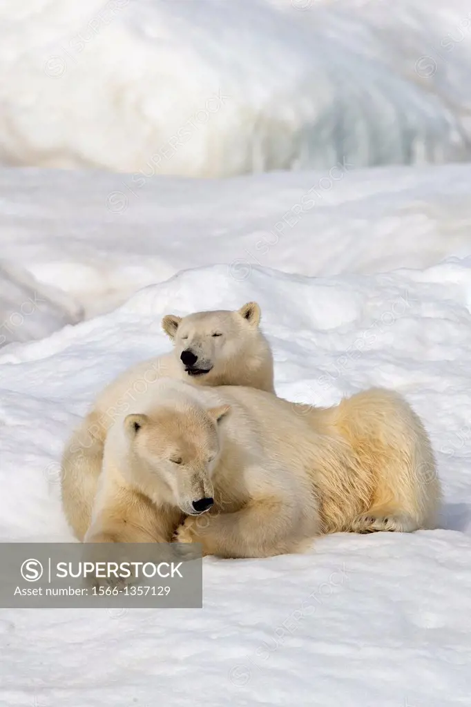 Russia , Chukotka autonomous district , Wrangel island , Polar bear ( Ursus maritimus ) , Adult , female with yound , one year and a half.