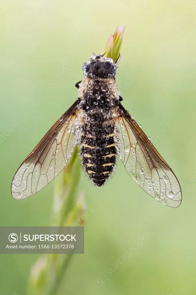 Lomatia is a genera of 'bee flies' belonging to the family Bombyliidae subfamily Lomatiinae.