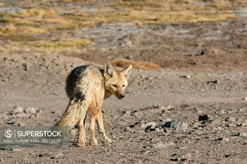Adult culpeo or Andean fox (Dusicyon culpaeus), Nevado Tres Cruces National Park, Atacama Region, Chile