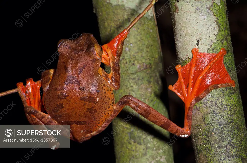 Harlequin tree frog Rhacophorus pardalis. Image taken at Kubah National Park, Sarawak, Malaysia.1015