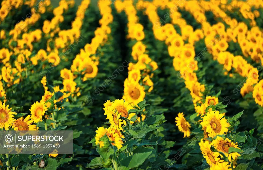 Sunflower field, Helianthus annuus.1015