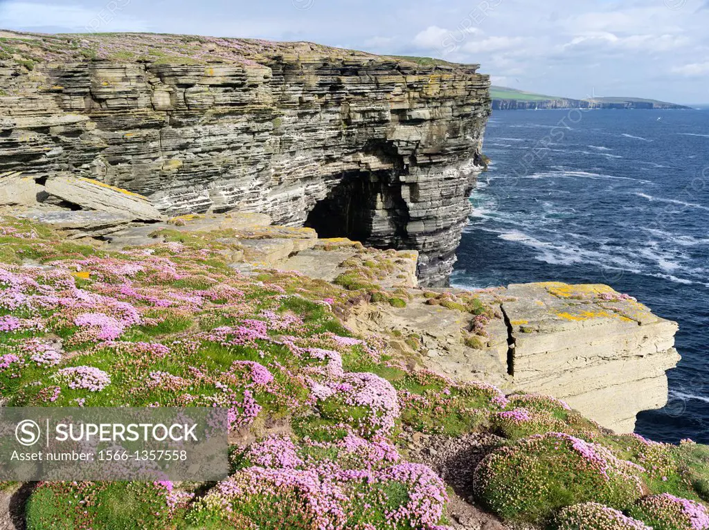 The cliffs at Noup Head on the island of Westray in the Orkney Islands.The cliffs are extending for miles, are home to one of the largest sea bird col...