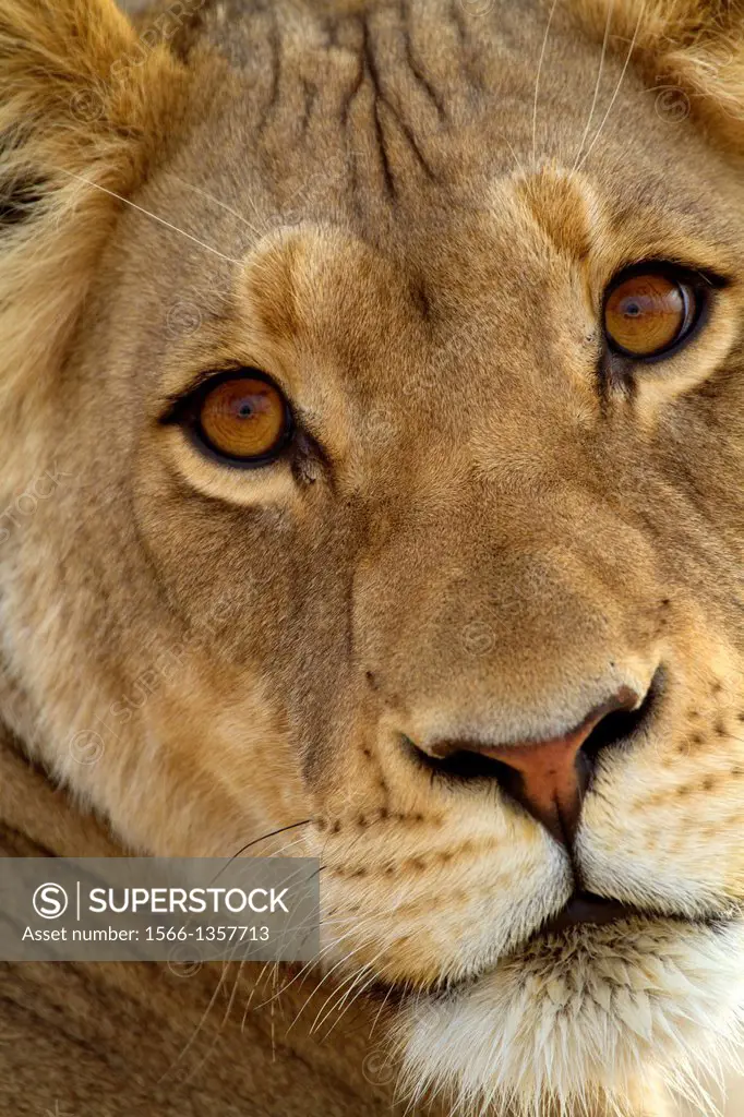 African lion (Panthera leo) - Female, Kgalagadi Transfrontier Park, Kalahari desert, South Africa.1015