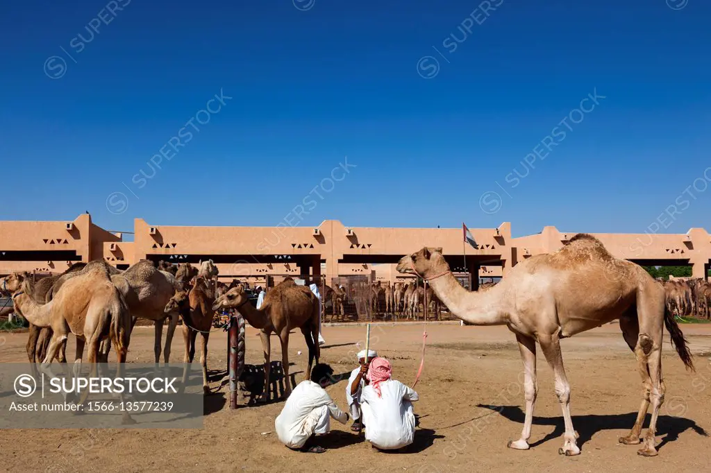 UAE, Al Ain, Jabel Hafeet, Al Ain Camel Market.