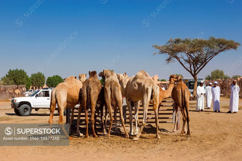 UAE, Al Ain, Jabel Hafeet, Al Ain Camel Market.