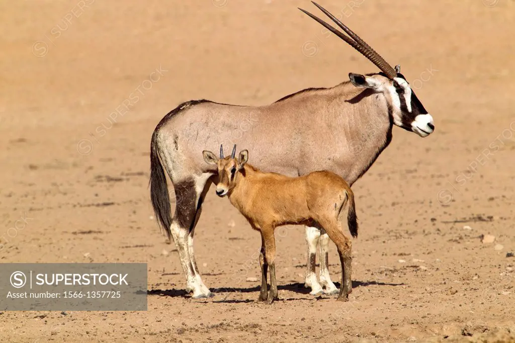 Gemsbok (Oryx gazella), with its foal, Kgalagadi Transfrontier Park, Kalahari desert, South Africa.1015