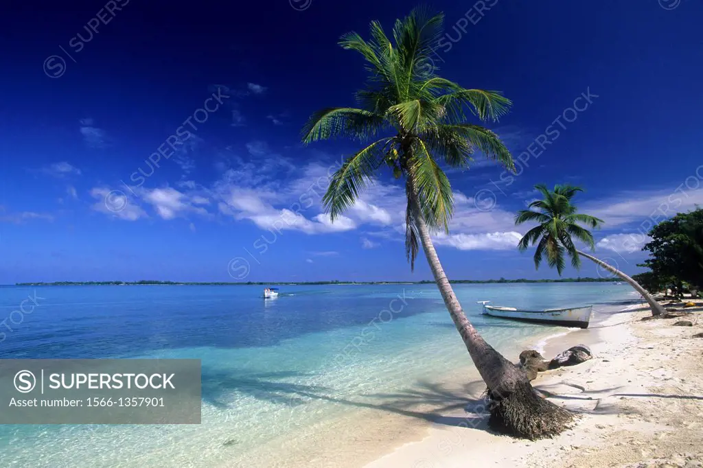 HONDURAS, BAY ISLANDS, UTILA ISLAND, BEACH WITH COCONUT PALM TREES.1015