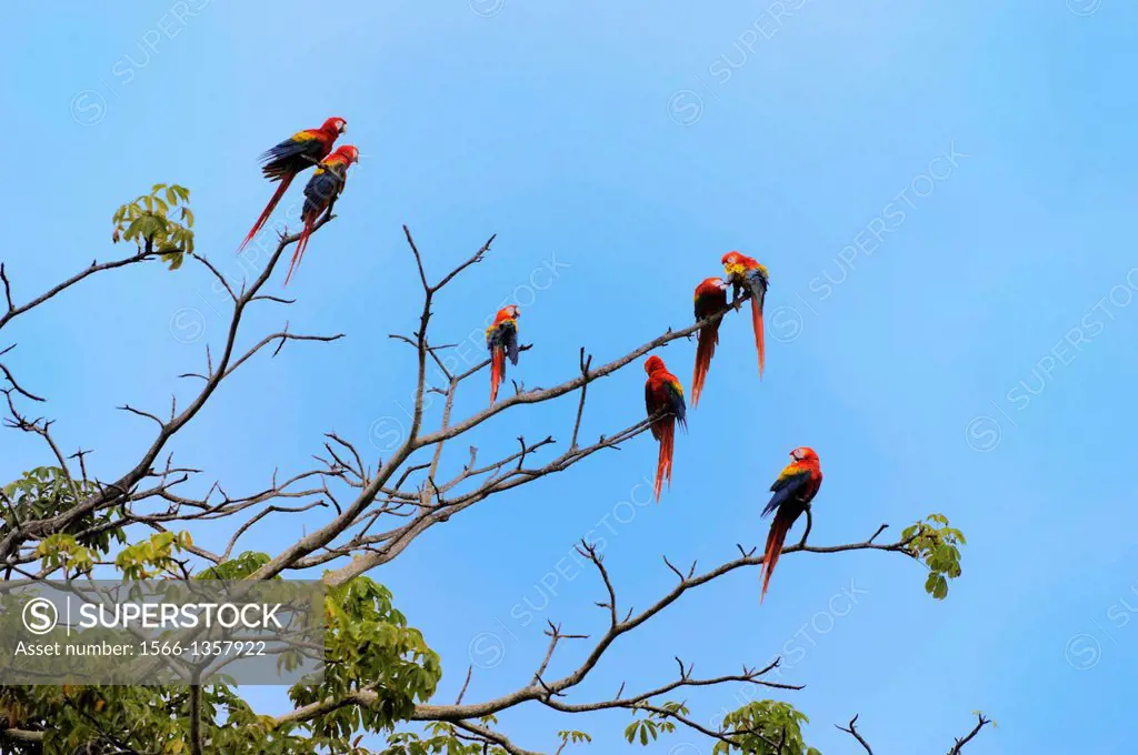 COSTA RICA, NEAR JACO, GROUP OF SCARLET MACAWS (Ara macao) IN TREE.1015