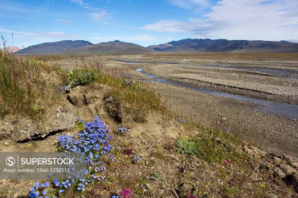 Russia , Chukotka autonomous district , Wrangel island , Doubtful village , Doubtful river and tundra , with Kamtchatka eritrichium ( Eritrichum kamts...