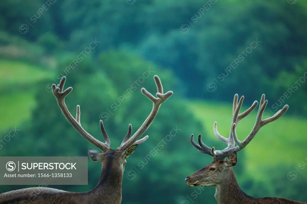 Red deer (Cervus elaphus). Saja Natural Park, Cantabria, Spain