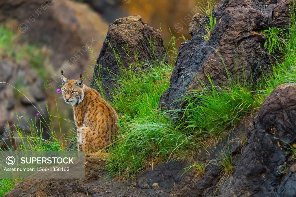 Eurasian lynx (Lynx lynx), Cabarceno Natural Park, Cantabria, Spain