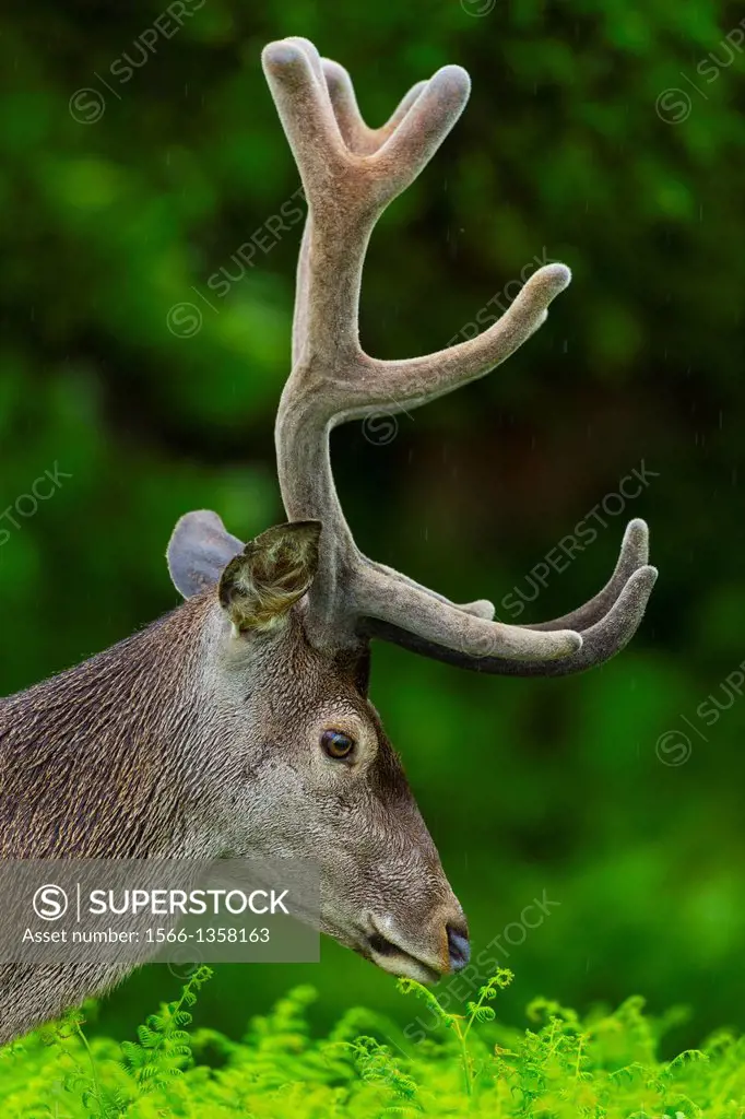 Red deer (Cervus elaphus), Saja Natural Park, Cantabria, Spain