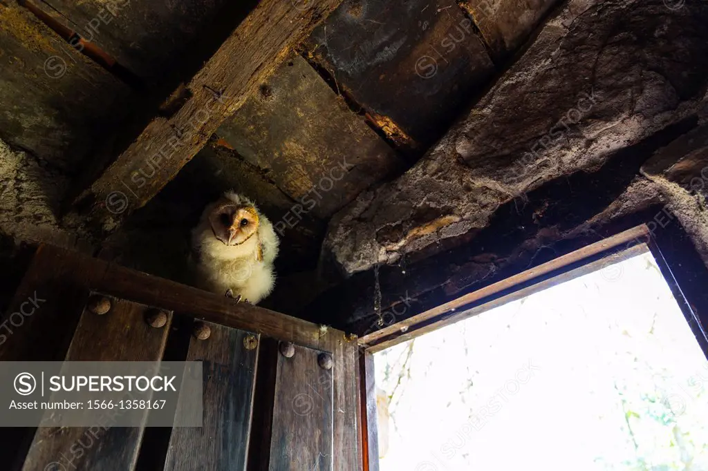 Barn Owl (Tyto alba), Cantabria, Spain