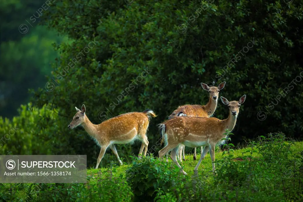 Fallow deer (Dama dama), Cabarceno Natural Park, Cantabria, Spain