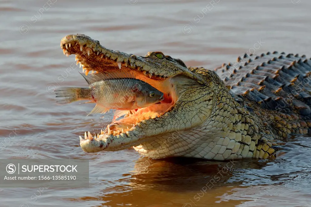 Nile crocodile (Crocodylus niloticus), devouring a fish still alive, Sunset Dam, Kruger National Park, Mpumalanga, South Africa, Africa.