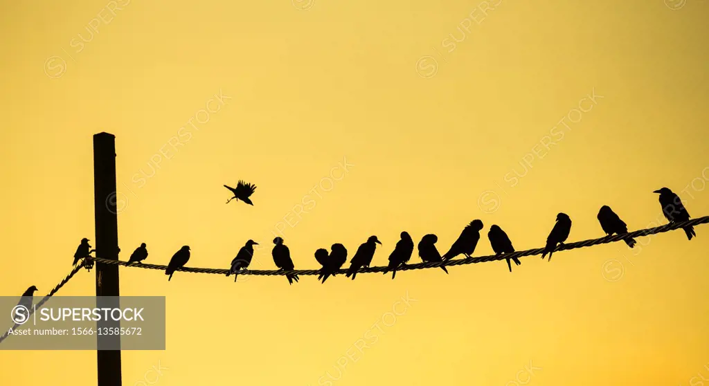 Birds on a wire (Crows or Rooks) at sunrise in north east England, United Kingdom.