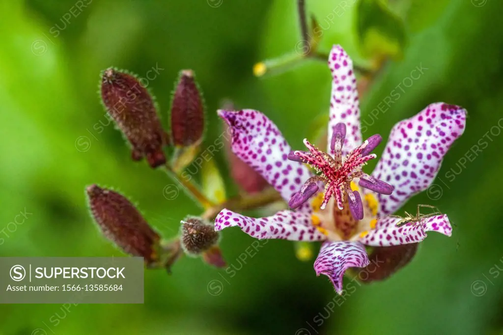 Tricyrtis hirta, the toad lily, or hairy toad lily.