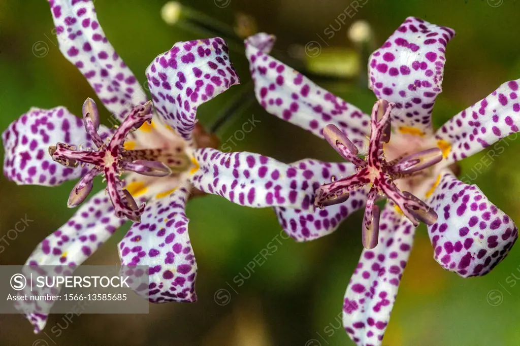 Tricyrtis hirta, the toad lily, or hairy toad lily.