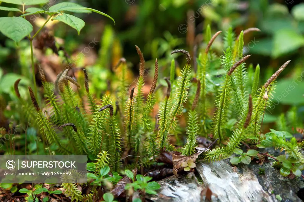 Club moss (Lycopodium), Isle Royale National Park, Michigan, United States of America.