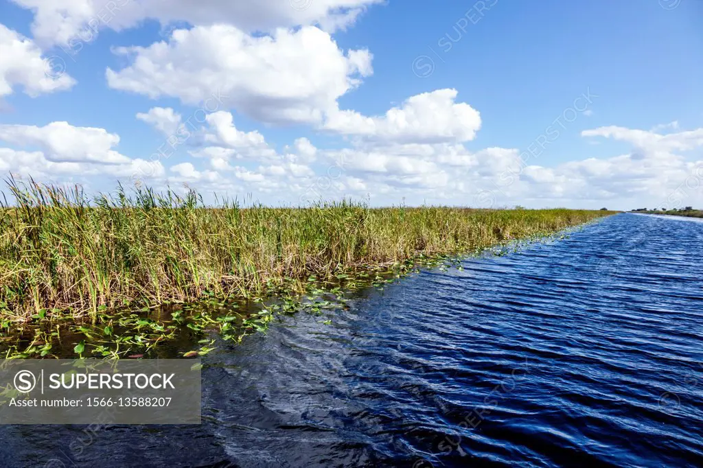 Florida, Everglades, Alligator Alley, Cladium mariscus jamaicense, saw-grass, sawgrass, water, Francis S. Taylor Wildlife Management Area,