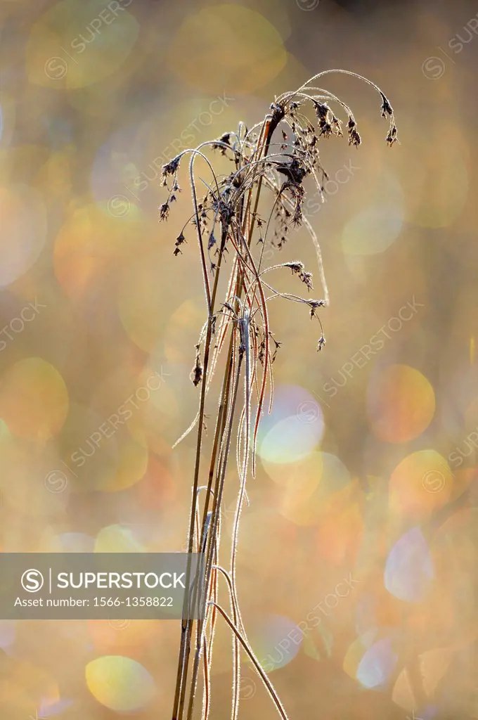 Reeds in a marsh with frost refraction bokeh, Greater Sudbury , Ontario, Canada.
