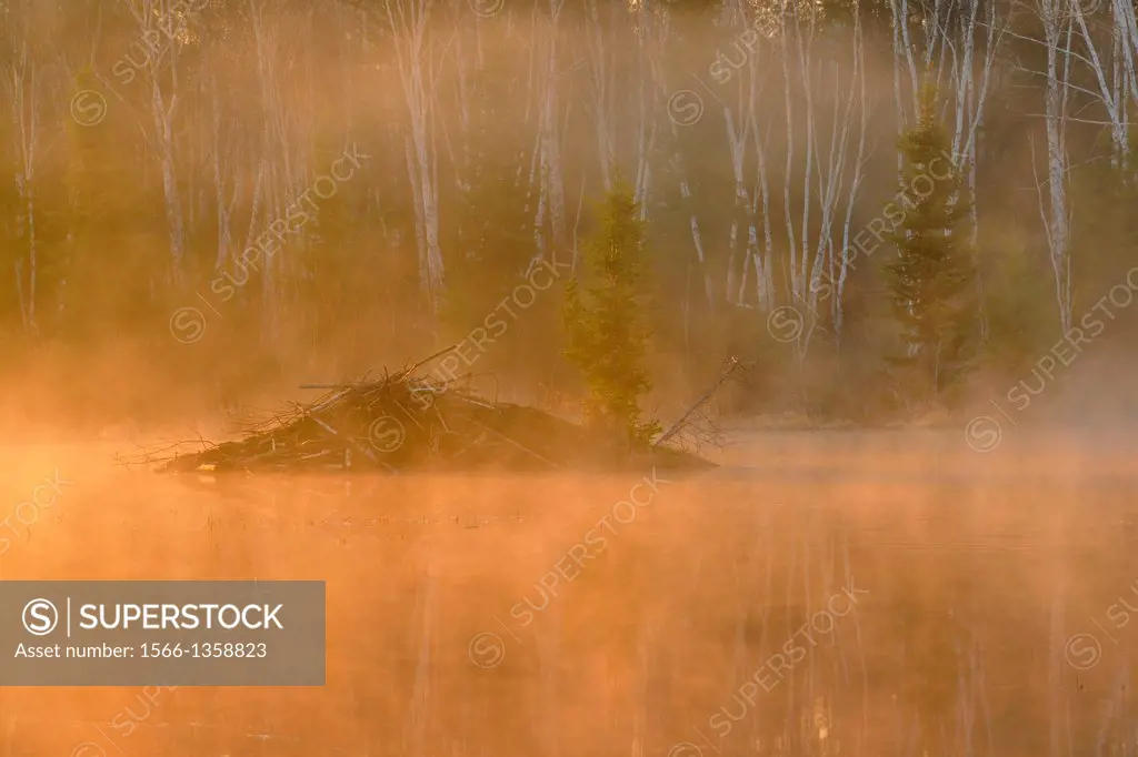 Beaver pond in morning mists, Greater Sudbury, Ontario, Canada.