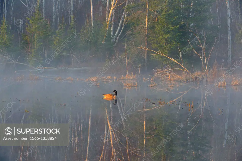 Beaver pond in morning mists with solitary Canada Goose, Greater Sudbury, Ontario, Canada.