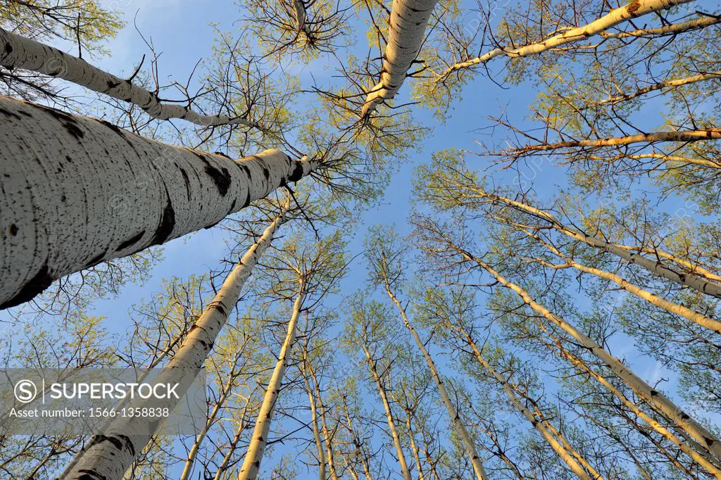 Looking up at emerging spring foliage in an aspen woodlot, Greater Sudbury, Ontario, Canada.