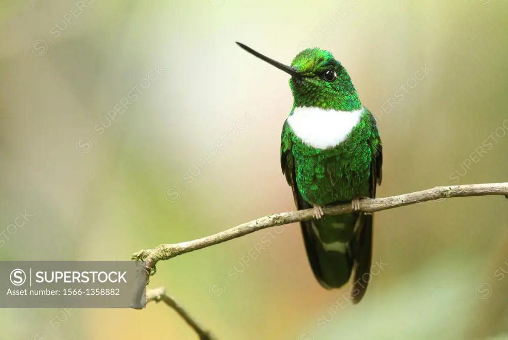 Collared Inca hummingbird San Eusebio Cloud Forest Merida Venezuela.
