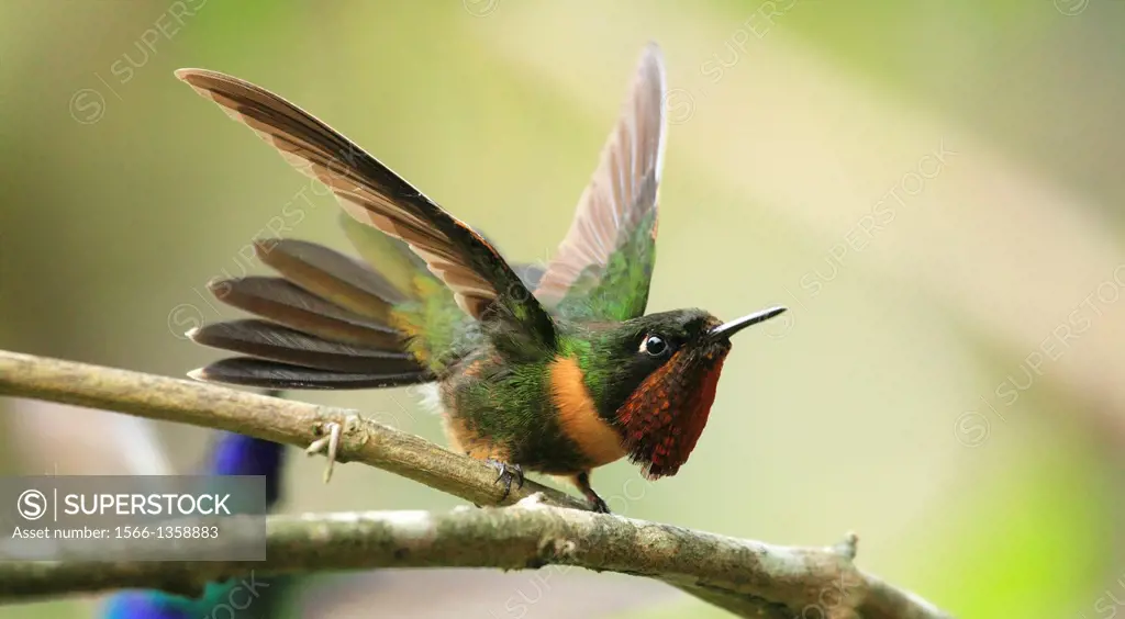 Orange-throtaed Sunangel hummingbird San Eusebio Cloud Forest Merida Venezuela.