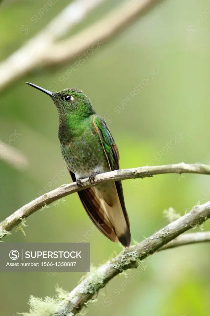 Buff-tailed Coronet hummingbird San Eusebio Cloud Forest Venezuela.