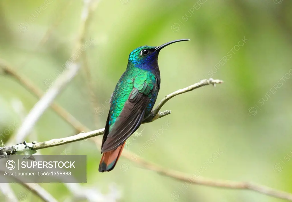 Lazuline hummingbird San Eusebio Cloud Forest Merida Venezuela.