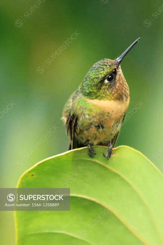 Orange-throtaed Sunangel hummingbird San Eusebio Cloud Forest Merida Venezuela.