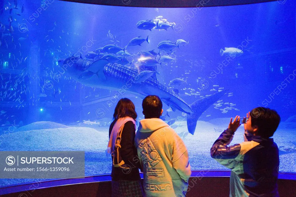 Osaka Aquarium Kaiyukan,visitors looking the huge whale shark in massive tank,Bay area,Osaka, Japan,Asia.